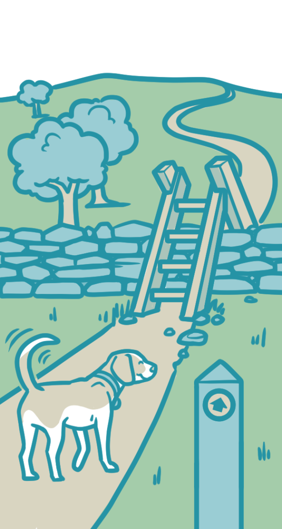 A beagle strolls through a field towards a ladder-type stile. These are common on our dog-friendly holidays, and your dog must be capable of crossing such obstacles.